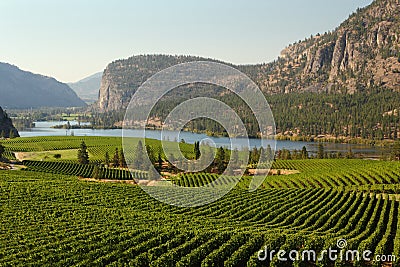 Okanagan Valley Vineyard Scenic, British Columbia Stock Photo