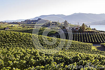 Okanagan Valley Vineyard Winery Agriculture Stock Photo