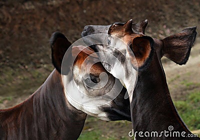 Okapi Stock Photo