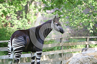 Okapi Stock Photo