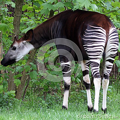 Okapi Stock Photo