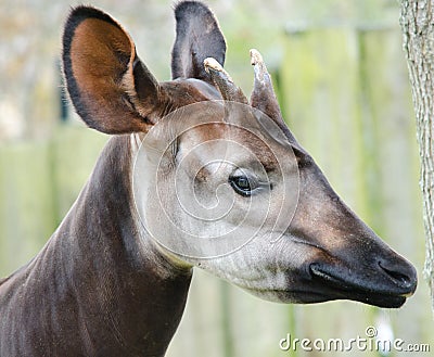 Okapi Giraffia Artiodactyl Stock Photo