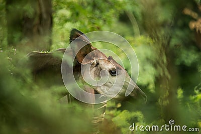 Okapi Okapia johnstoni, forest giraffe or zebra giraffe, artiodactyl mammal native to jungle or tropical forest, Congo, Africa Stock Photo