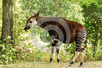 Okapi Okapia johnstoni, forest giraffe or zebra giraffe, artiodactyl mammal native to jungle or tropical forest, Congo, Africa Stock Photo