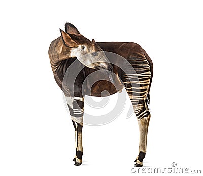 Okapi, Okapia johnstoni, isolated Stock Photo