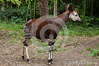 Okapi (Okapia johnstoni). Stock Photo