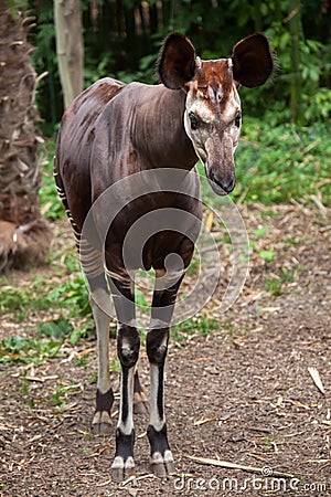 Okapi (Okapia johnstoni). Stock Photo