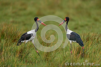 Okavango delta bird flight. Saddle-billed stork, or saddlebill, in nature habitat. Bird in the green grass during rain, Okavango Stock Photo