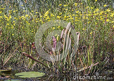 Okefenokee Hooded Pitcher Plant and Bidens gold wildflowers on peat hammock