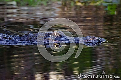 Okefenokee Swamp Alligator Glowing Eyes