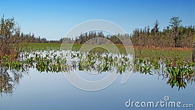 Okefenokee swamp, Georgia, United States Stock Photo