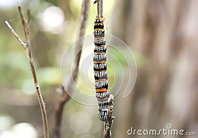 Okefenokee Zale Moth Caterpillar