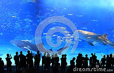 Okinawa Aquarium Editorial Stock Photo