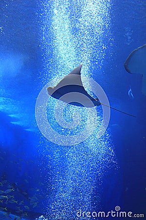 Okinawa Aquarium Editorial Stock Photo