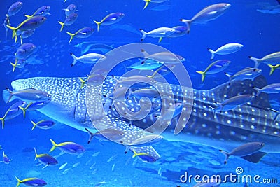 Okinawa Aquarium Editorial Stock Photo