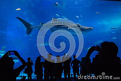 Okinawa Aquarium, a big fish Editorial Stock Photo
