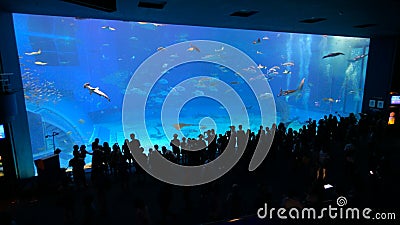 okinawa churaumi aquarium 4k
