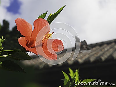 Okinawa island Japan Ryukyu Architecture with Red flower Japan Travel Stock Photo