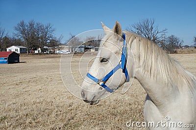 Oklahoma Arabian Horse Stock Photo