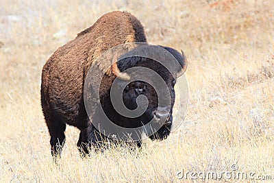 Oklahoma plains buffalo Stock Photo