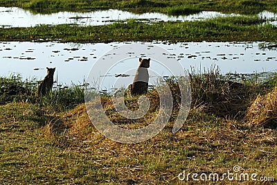 Okovango Delta Leopard & Cub Stock Photo