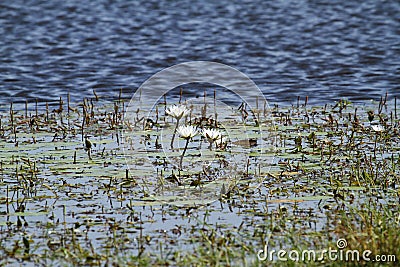 Okovango Delta Water Lilies Stock Photo