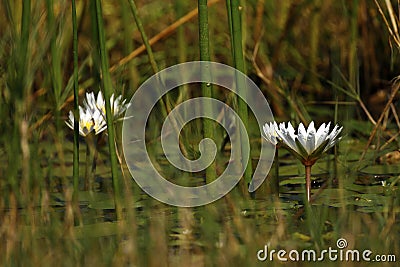 Okovango Delta Water Lilies Stock Photo