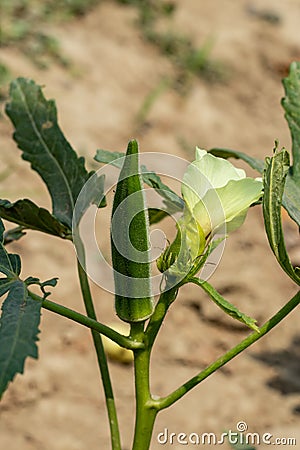 Okra Abelmoschus esculentus or Lady finger contains good quantities of fiber Stock Photo