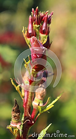 Okra, Abelmoschus esculentus, Stock Photo