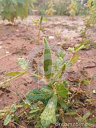 Okra Abelmoschus esculentus plant in the garden Stock Photo