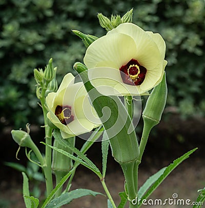 Beautiful okra flowers and pods in backyard vegetable garden Stock Photo