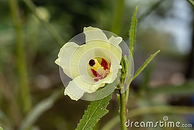 Okra or ladies finger yellow flower Stock Photo