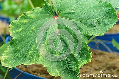 Okra leaves with stains Stock Photo