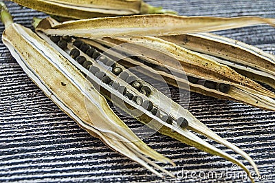 Okra seeds, okra produce seed, okra seed for sowing, Stock Photo