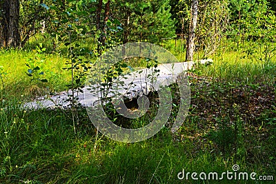 The old abandoned guard town of soldiers in the zone. Dead military unit. Consequences of the Chernobyl nuclear disaster, August Stock Photo