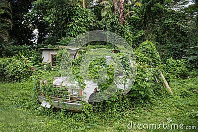 Old abandoned rusty car in green tropical jungle forest. Stock Photo