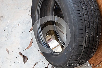 Old abandoned tyre with still water from rain condusive place for aedes mosquito breeding. Selective focus on water. Stock Photo