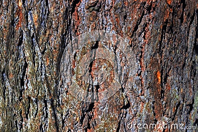 Old abrasive bark of pine, forest wooden texture. Winter, autumn, summer or spring. Stock Photo