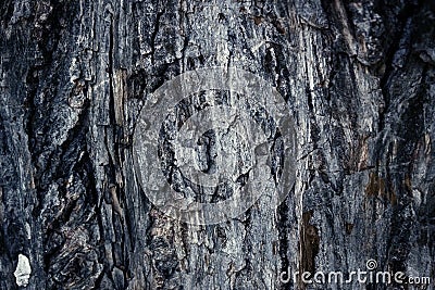 Old abrasive colored bark of pine, forest wooden texture. Winter, autumn, summer or spring, Stock Photo