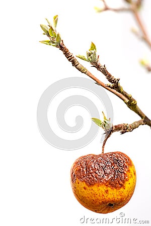 Old age. Apple with wrinkled skin on a young branch Stock Photo