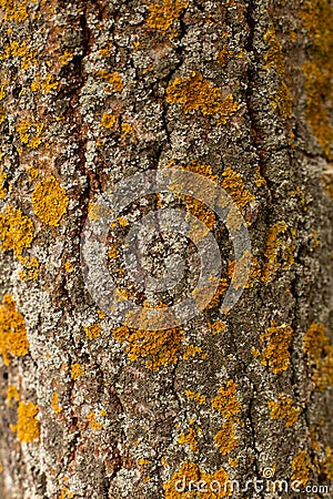 Old and aged tree with patterns and cracks covered in moss Stock Photo