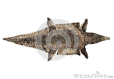 Old Alligator Skin Stock Photo