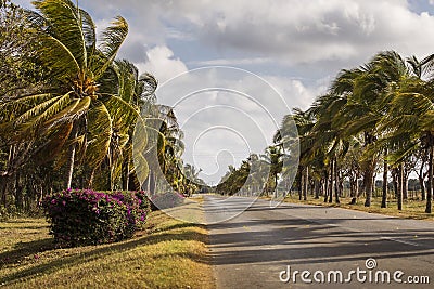 Old american car on street with full of palm trees around. Beatiful road of Bay of Pigs, Cuba Stock Photo