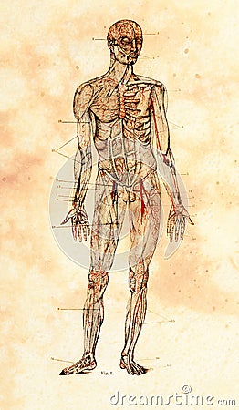 Old Anatomical Model Stock Photo