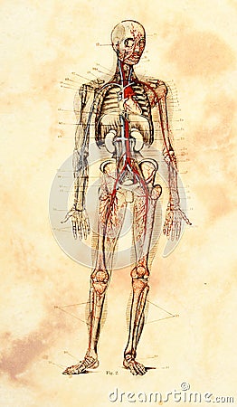 Old Anatomical Model Stock Photo