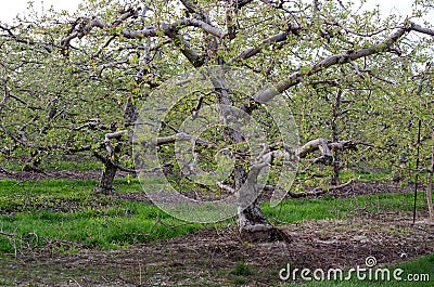 Old apple trees in spring Stock Photo