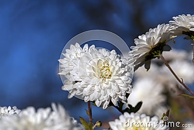 old autumn flowers with damage and other disadvantages Stock Photo