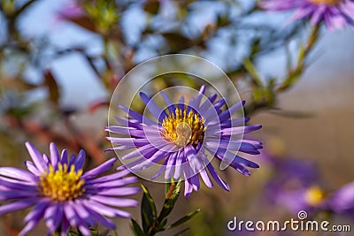old autumn flowers with damage and other disadvantages Stock Photo