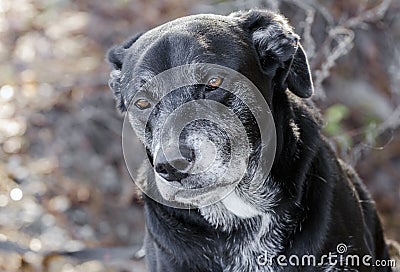 Old Back Labrador Retriever dog with gray muzzle Stock Photo