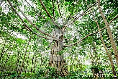 Old Banyan Tree in Rubber Farm Stock Photo